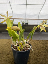 Load image into Gallery viewer, 500- Rhyncolealia glauca with three spikes
