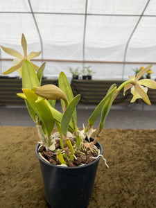 500- Rhyncolealia glauca with three spikes