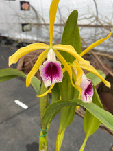 Load image into Gallery viewer, A4- Cattleya tenebrosa fma aurea ‘Walton Grange ‘ FCC x self
