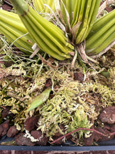 Load image into Gallery viewer, Coryanthes alborosea alba 2 spikes
