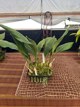 Load image into Gallery viewer, Aciopea Golden emperor, not yet awarded seedlings
