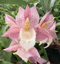 Load image into Gallery viewer, Ctsm . Portagee Star ‘ Brian Lawson ‘x Ctsm . ( dentigrianum x tigrinum )
