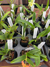 Load image into Gallery viewer, Mini Cattleya Memorial Day 3 plant special package
