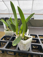 Load image into Gallery viewer, 190- Cattleya jongheana alba x sib. , multi growth plant in spike
