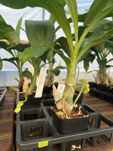 Load image into Gallery viewer, Ctsm . Mem . Dorothy Wells x Diana Dots
