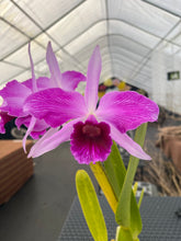 Load image into Gallery viewer, C . purpurata flamea ‘Fire Storm ‘, back bulb division in bloom , superb , select
