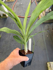 Ctsm. (Dark tale x Ryan Harrington )’Hope ‘ x Jumbo Pearl