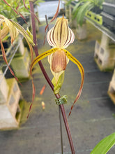 Load image into Gallery viewer, MSH865 Paphiopedilum Stone Temple reverse ( Temptation x stonei)
