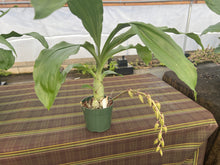 Load image into Gallery viewer, Cl. russelliana x Catasetum Frilly Doris
