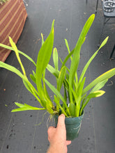 Load image into Gallery viewer, Miltonia moreliana ‘Okika ‘ AM / AOS in spike
