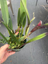 Load image into Gallery viewer, Cattleya species perinii x self , mature plants
