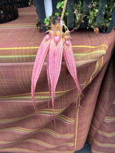 Load image into Gallery viewer, Bulbophyllum Elisabeth Ann ‘Buckleberry ‘ FCC , 6” net pot with single spike
