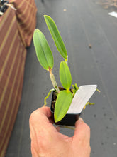 Load image into Gallery viewer, C . leopoldii f . coerulea ‘Blue birthday ‘ x ‘ Blue Rebel ‘
