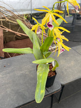 Load image into Gallery viewer, A1- Cattleya tenebrosa fma. aurea ‘Walton grange ‘ FCC x self

