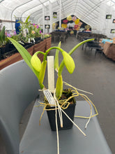 Load image into Gallery viewer, Cattleya (C.) Taida Eagle Eye ‘ White Angel ‘ FCC, originally. Division virus virus free in bud
