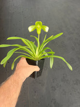 Load image into Gallery viewer, Paphiopedilum hirsutissimum var. esquirolei album
