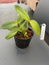 Load image into Gallery viewer, Cattleya amethystoglossa alba ‘Lorena ‘ x BV
