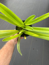Load image into Gallery viewer, Paphiopedilum Johanna Burkhardt ‘Shoguns Pride ‘ AM x rothschildianum ‘Charles ‘ x ‘Borneo ‘
