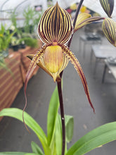 Load image into Gallery viewer, Paph. Saint Swithin in spike
