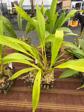 Load image into Gallery viewer, Coryanthes elegantinum  2 spikes ,

