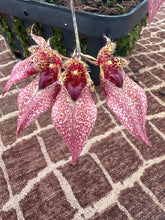 Load image into Gallery viewer, Bulbophyllum Frosty Ann x Meen Mercury Sandel #11 in spike
