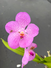 Load image into Gallery viewer, Vanda Roberts Delight x Gordon Dillon
