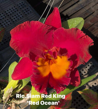 Load image into Gallery viewer, Rlc . Siam red king , plug tray 72
