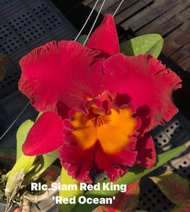 Rlc . Siam red king , plug tray 72