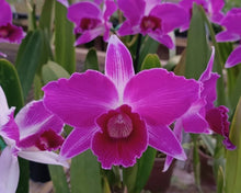 Load image into Gallery viewer, Cattleya purpurata sanguinea venosa escura x sanguinea ‘Henrique’
