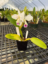 Load image into Gallery viewer, C . Labiata delicata ‘Shogun Shogun ‘ virus free division
