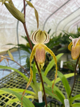 Load image into Gallery viewer, MSH870 Paphiopedilum Stone Temple( stonei x Temptation)
