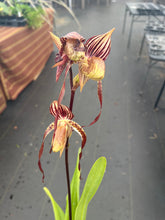 Load image into Gallery viewer, Paphiopedilum Yang Yi Apple x Lady Isabel , seedling #2
