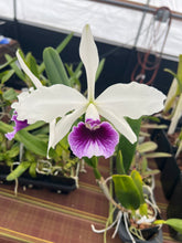 Load image into Gallery viewer, C . purpurata f . Schusteriana ‘New generation ‘ x ‘2014-1’
