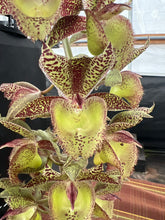Load image into Gallery viewer, Catasetum Frilly Russ ( Frilly Doris x rissellianum ) in double spike

