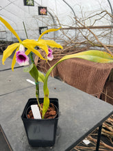 Load image into Gallery viewer, A7 - C . tenebrosa fma aurea ‘ Walton grange ‘ FCC x self small plant w/ two open blooms
