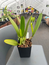Load image into Gallery viewer, Cattleya (C.) eldorado s/a flamea ‘Fairy ‘ in spike full plant
