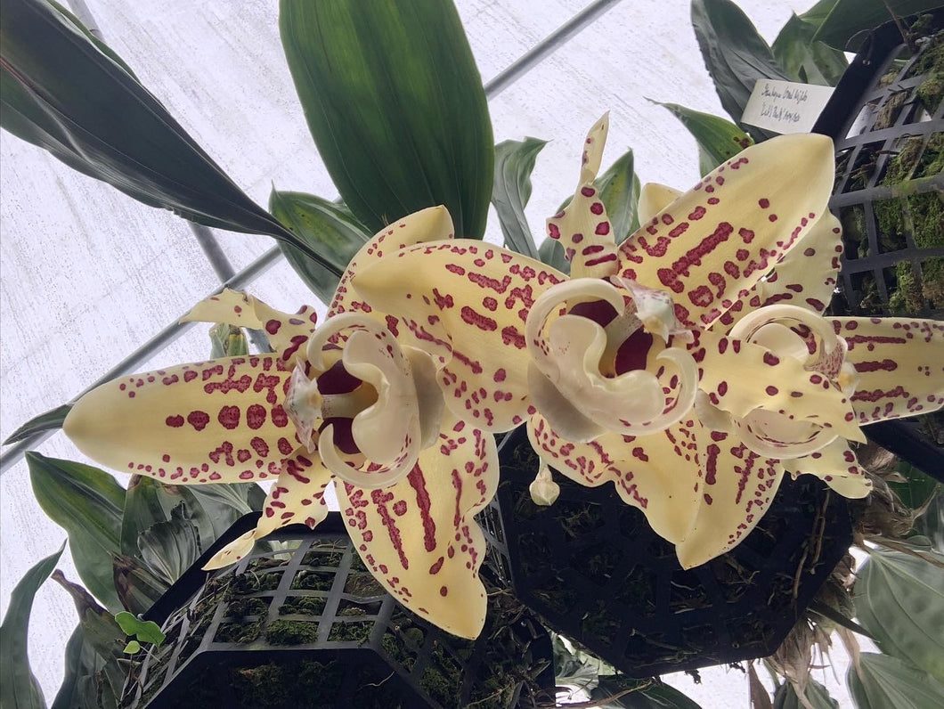 Stanhopea Grad night ‘Let’s party ‘ AM / AOS - original division - rare