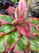 Load image into Gallery viewer, Cordyline 'Kauai Beauty'
