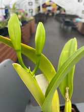 Load image into Gallery viewer, C. Bow Bells ‘White Sands’ AM /AOS OF 86 points , our exclusive awarded plant
