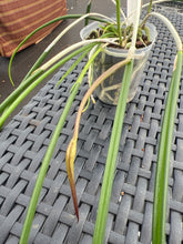 Load image into Gallery viewer, Brassavola cucullata ( appendiculata )in spike
