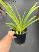 Load image into Gallery viewer, Paphiopedilum stonei x rothschildianum ‘Rex ‘ FCC
