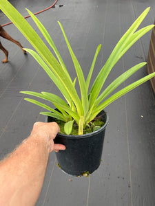 Paphiopedilum stonei x rothschildianum ‘Rex ‘ FCC