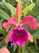 Load image into Gallery viewer, C . Luminosa ( dowiana x tenebrosa ) x sib .
