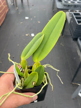 Load image into Gallery viewer, C. warneri ‘DoSuzuki ‘ x self , only few and very rare
