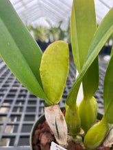 Load image into Gallery viewer, C . percivaliana ( ‘Rio’ x’Jewel’), select seedling
