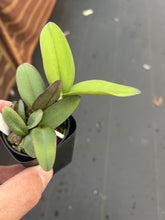 Load image into Gallery viewer, C . schilleriana f . coerulea

