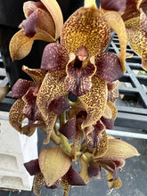 Load image into Gallery viewer, Orchid flask : Grammatophyllum stapeliiflorum
