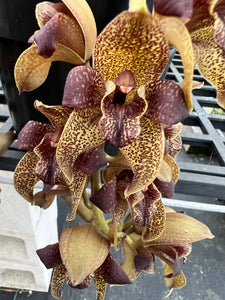 Orchid flask : Grammatophyllum stapeliiflorum