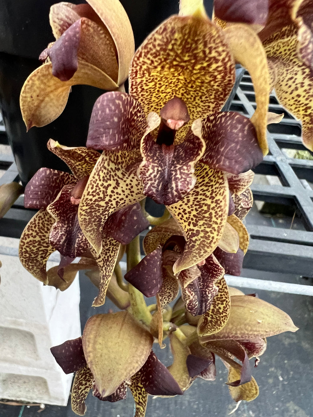 Orchid flask : Grammatophyllum stapeliiflorum