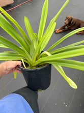 Load image into Gallery viewer, Paphiopedilum stonei x rothschildianum ‘Rex ‘ FCC
